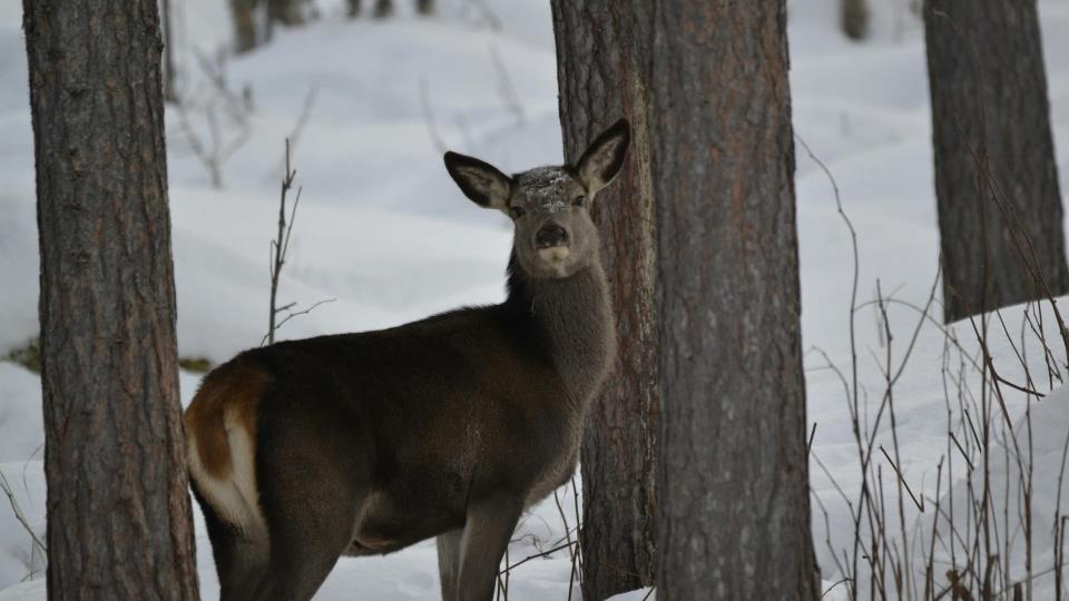 Lenkje til artikkel: La hjorteviltet vere i fred i vinter